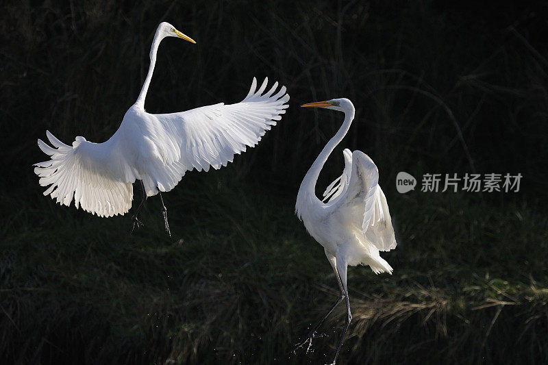 大白鹭战斗(Ardea alba)